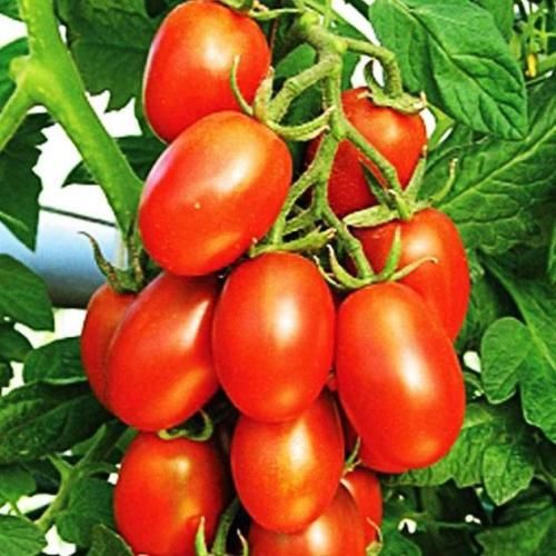 Насіння  томату  Новачок