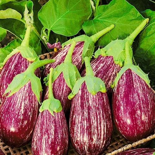 Насіння баклажану Матросик