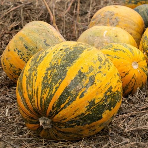 Насіння гарбуза Український Багатоплідний