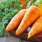 Насіння моркви Свитшан
