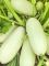 Насіння кабачка Грибовський 37 GL Seeds