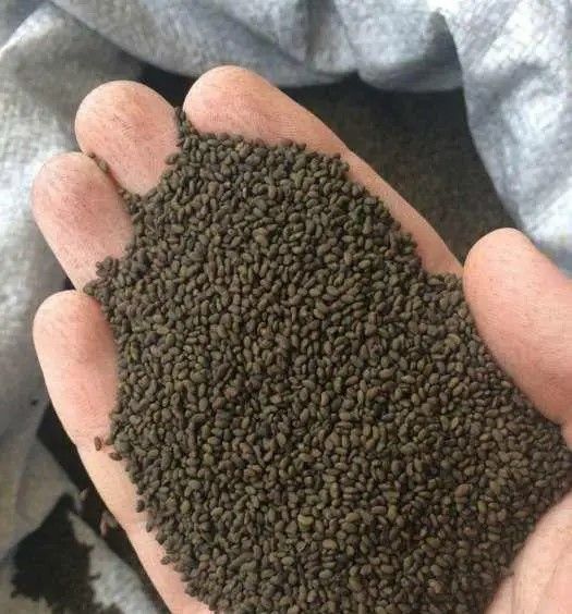 Насіння люцерни промагнічене