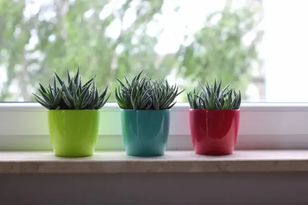 Вазон Магнолія в асортименті