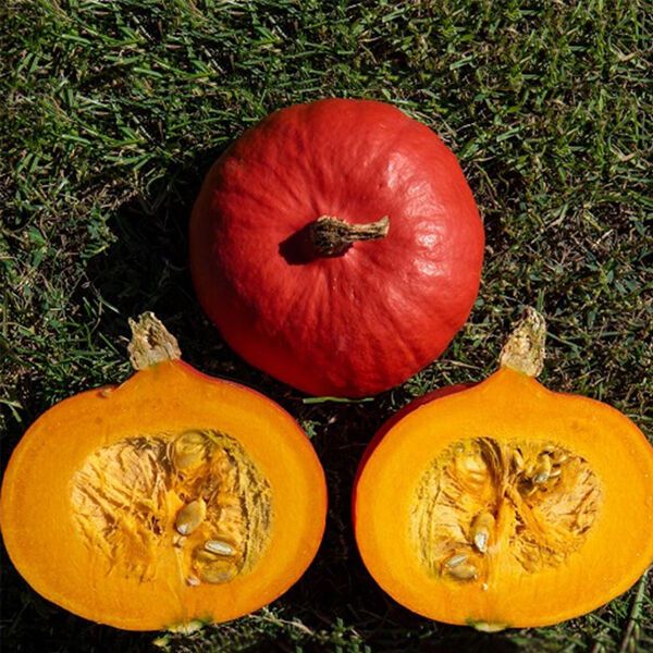 Насіння гарбуза Кенджі Курі ф1