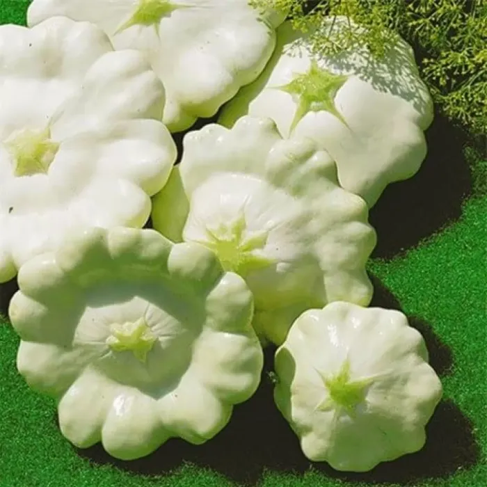 Насіння  патисону Білий