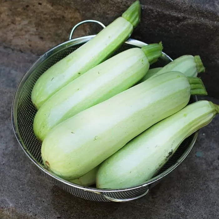 Насіння кущового кабачка Гайдамака