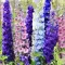 Насіння квітів Дульфініум Суміш однорічна