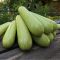 Насіння кабачка-цукіні Тарас F1