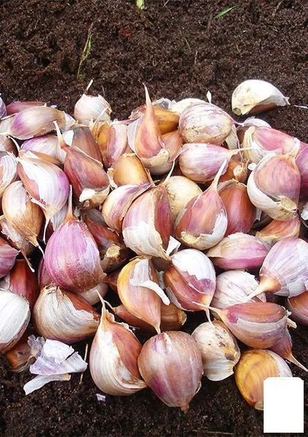 Часник зимовий Любаша (посадковий зубок)