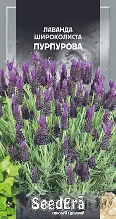 Насіння квітів Лаванда широколиста пурпурова