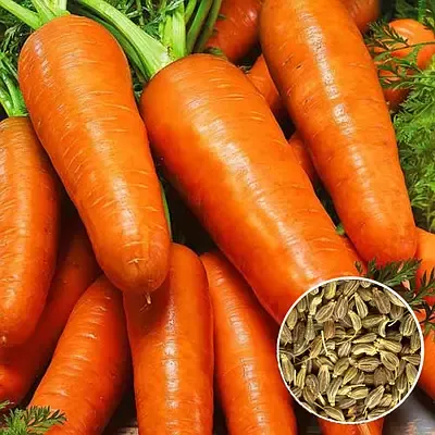Насіння моркви Шантане Роял