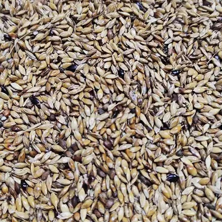 Насіння трави Суданка біла