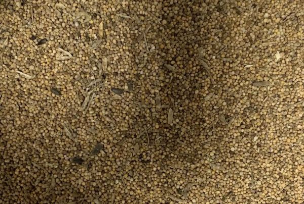 Насіння сидерату Біла гірчиця