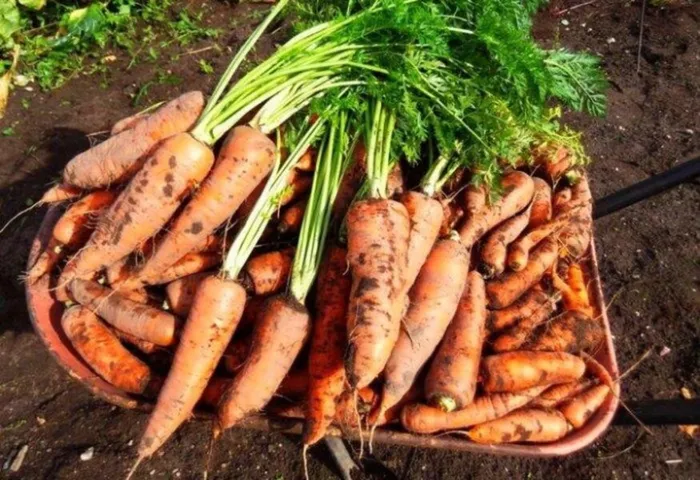 Насіння пізньостиглої моркви Королева осені