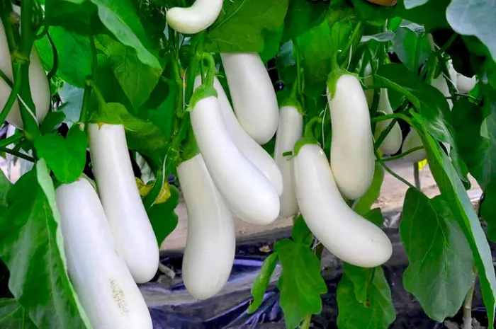 Насіння баклажану Аретуза F1