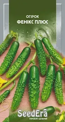 Насіння огірка Фенікс Плюс SeedEra