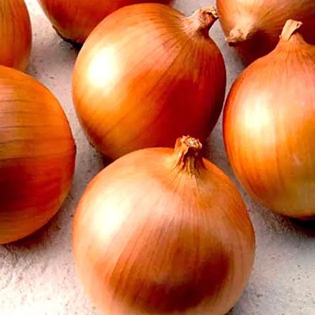 Насіння цибулі Глобус