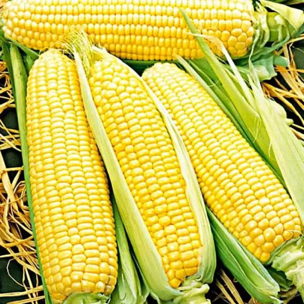 Насіння кукурудзи Суперсолодка Gl Seeds