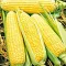 Насіння кукурудзи Суперсолодка Gl Seeds