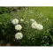 Насіння квітів Ромашка Крейзі Дейзі