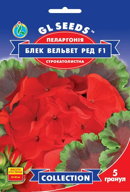 Насіння квітів Пеларгонія Блек Вельвет