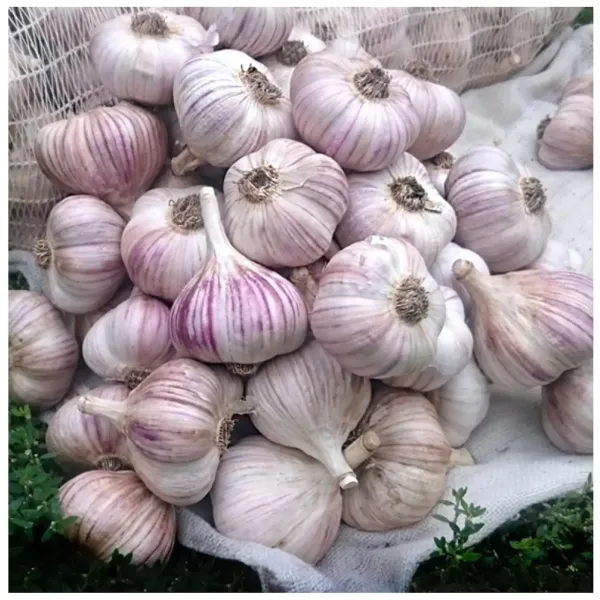 Часник зимовий Любаша (посадковий)