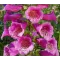 Насіння квітів Наперстянка Пурпурова муза