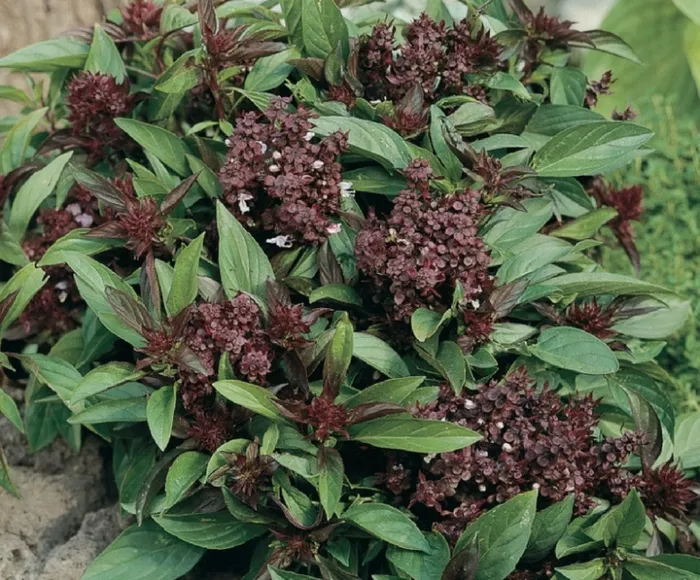 Насіння базиліку Тайський