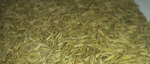 Насіння трави Райграс Генрієта