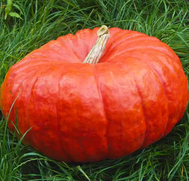 Насіння гарбуза Руж віф де тамп