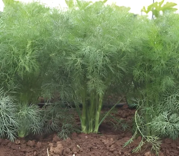 Насіння кропу Голдкрон