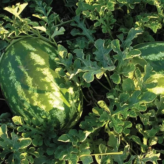 Насіння кавуна Меліна F1