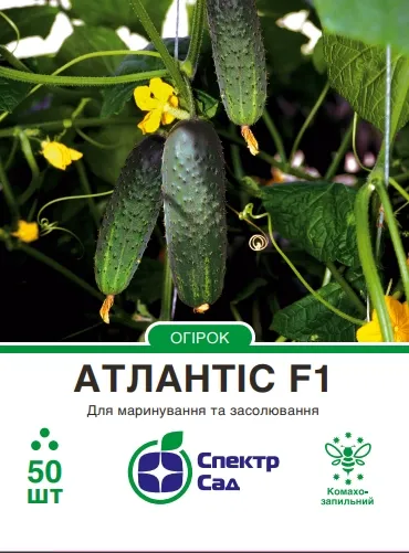 Насіння огірка Атлантіс F1