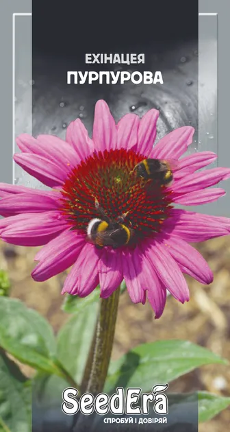 Насіння квітів Ехінацея Пурпурова