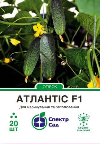 Атлантіс F1, насіння огірка