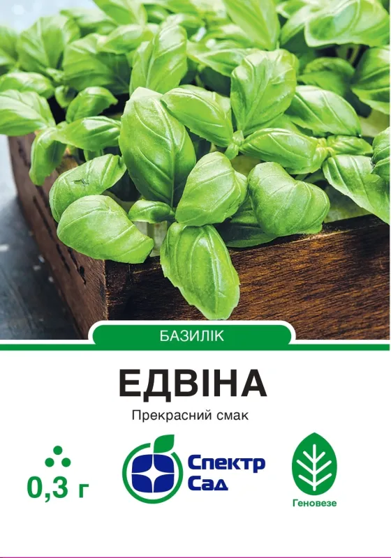 Насіння пряно-ароматичної культури Базилік Едвіна