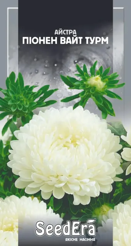 Насіння квітів Айстра Піонен Вайт Турм