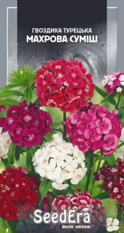 Насіння квітів Гвоздика турецька махрова суміш