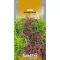 Насіння салату Мізуна суміш