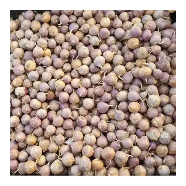 Часник зимовий Любаша (однозубка)