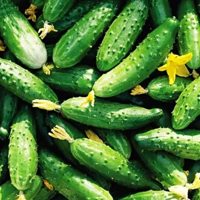 Насіння огірка Фенікс Плюс SeedEra