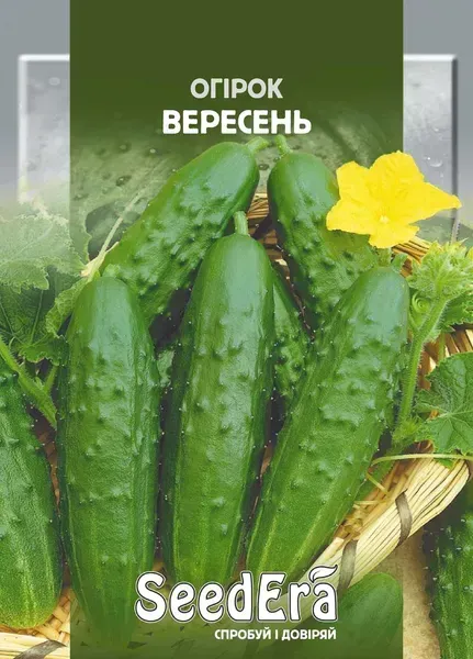 Насіння огірка Вересень SeedEra