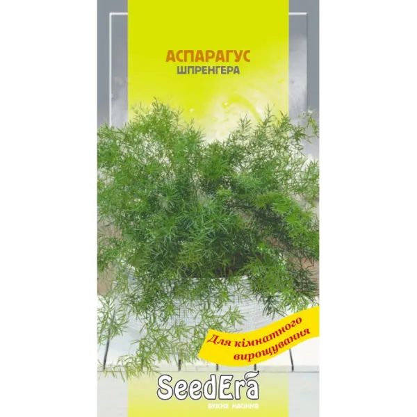Насіння кімнатної рослини Аспарагус Шпренгера