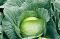 Насіння капусти білокачанної Білосніжка