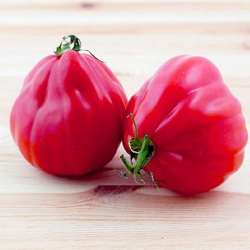 Шарпей рожевий, насіння томату