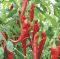 Насіння гострого перцю Янка F1