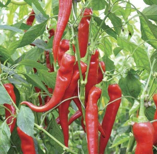 Насіння гострого перцю Янка F1