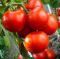 Насіння томату Ранній 83