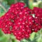 Насіння квітів Ахілея Вишнева королева