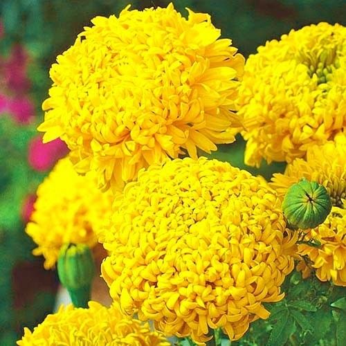 Насіння квітів Чорнобривці Фантастик жовтий